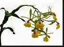 Epidendrum prismatocarpum * Omar Eduardo Rocha
 * 875 x 647 * (80KB)